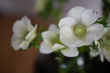 白いアネモネ