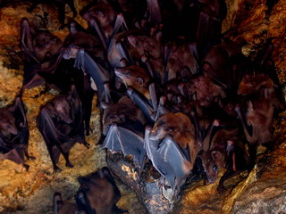 Bats in cave of Bali. Indonesia. Year 2000