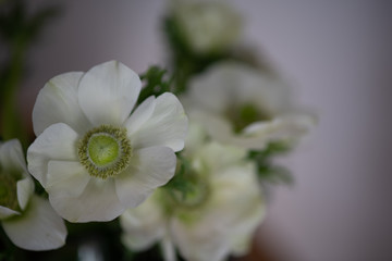 白いアネモネ
