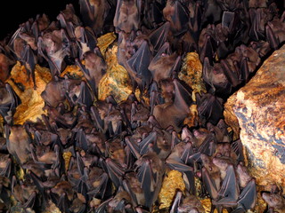 Bats in cave of Bali. Indonesia. Year 2000