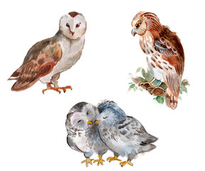 Owl set, watercolor