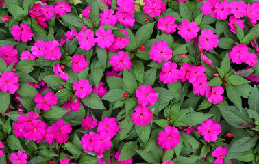 Image of pink new guinea balsam flowers and green leaves in the garden in sunny day. 