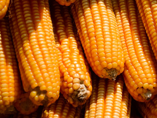 Corn pods dry in the sun , there are a lot of corns are hanging on a wooden rail. This shows the surface of the corn with many seeds and orange