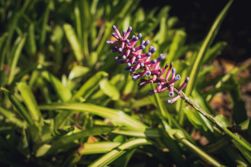 beautiful flower background