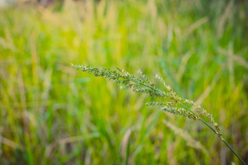 grass flower background