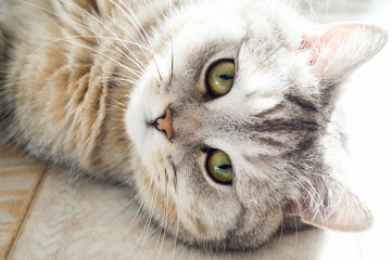 Striped fat cat lies on the floor in the room.Cute funny darling.