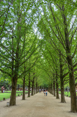 Row of green ginkgo trees in the park