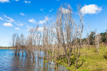 Dead trees reflected in the water in Glenbawn Dam, Upper Hunter, NSW, Australia.