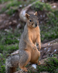 Squirrel