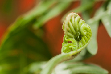 Nature details golden section of fern 