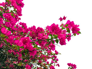 bougainvillaea flower isolated tropical plant.