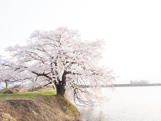 cherry blossoms sakura Japan