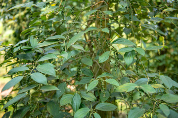 Piper nigrum that are spicy and hot are grown in Thailand.Is a plant that has been recognized as the king of spices with a pungent odor.