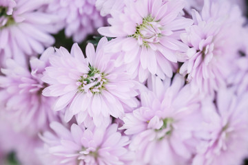 Closeup purple flower in the garden textured background