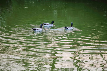 Closeup  duck floating on the water in public park in the evening