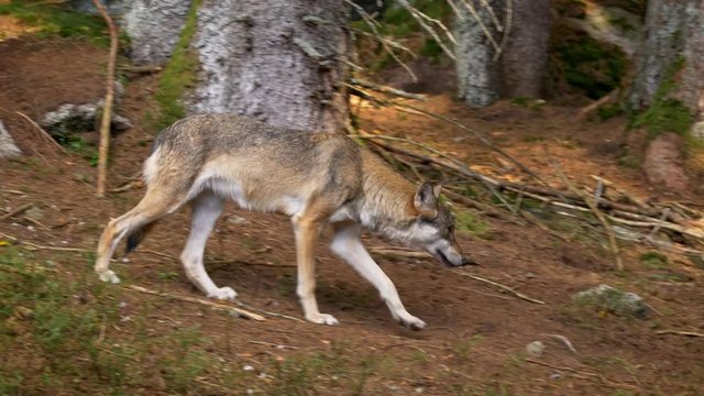 Eurasian wolf (Canis lupus lupus) pack in forest