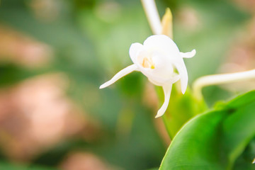 White ginger flower (Hedychium coronarium) with green leaves. Hedychium coronarium also known as...