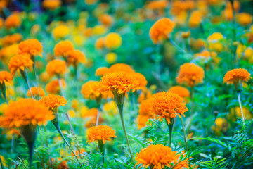 Field of blooming yellow Mexican marigold flowers (Tagetes erecta) with green leaves background in the morning. Tagetes erecta also known as Aztec marigold, African marigold.
