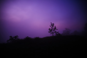 Tree at night and purple sky dark background