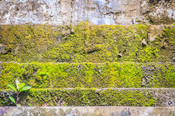 Mossy stone stairs step up with small green tree. Stones path covered by green moss in the forest. Old Mossy staircase with growing small tree.