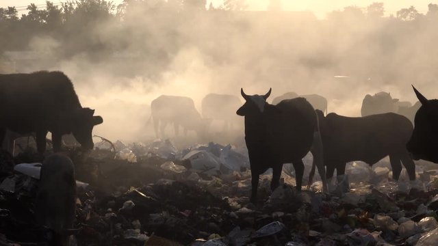 Cattle and pigs grazing among burning plastic at rubbish dump in Uttarakhand, India