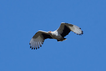 Palm-nut vulture (Gypohierax angolensis)