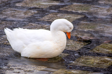 Fototapeta premium White Pekin duck is playing in winter time