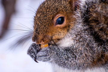 A red squirrel is eating a corn