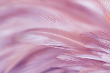 Purple chicken feathers in soft and blur style for background