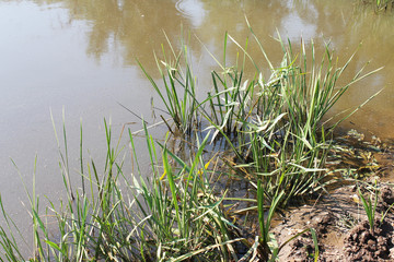 green grass in the water