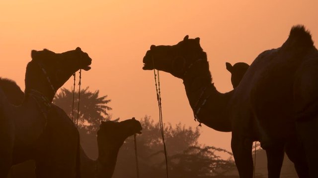 Sunset silhouette view of camels in Pushkar, Rajasthan, India