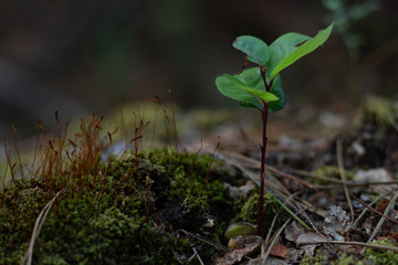 brote Cryptocarya alba 