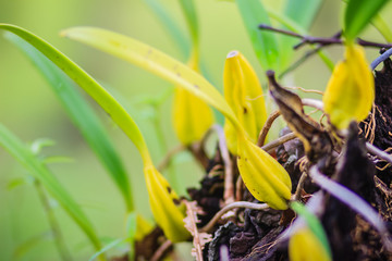 Green wild orchid is growing on the tree in tropical rainforest.