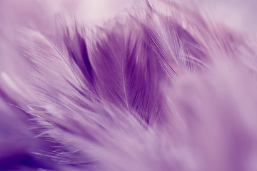 Obraz premium Purple chicken feathers in soft and blur style for background