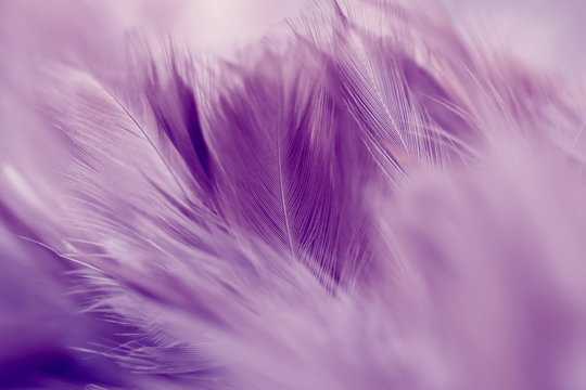 Purple Chicken Feathers Soft Blur Style Stock Photo 1251535498
