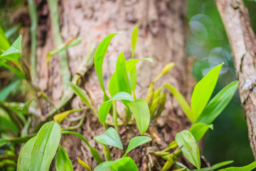 Green wild orchid is growing on the tree in tropical rainforest.