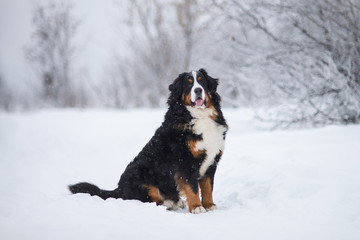 Berner Sennenhund big dog on walk in winter landscape