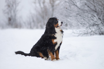 Berner Sennenhund big dog on walk in winter landscape