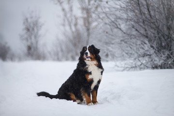 Berner Sennenhund big dog on walk in winter landscape