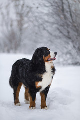 Berner Sennenhund big dog on walk in winter landscape