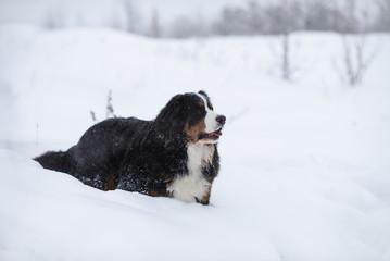 Berner Sennenhund big dog on walk in winter landscape