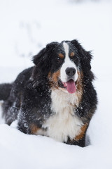 Berner Sennenhund big dog on walk in winter landscape