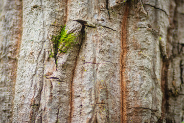 Abstract brown pattern background in colorful texture on tree bark. Flaky and grey-brown bark texture on tree trunk background.