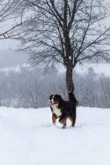 Berner Sennenhund big dog on walk in winter landscape