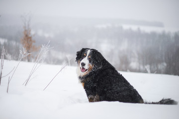 Berner Sennenhund big dog on walk in winter landscape