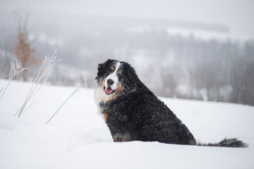 Berner Sennenhund big dog on walk in winter landscape