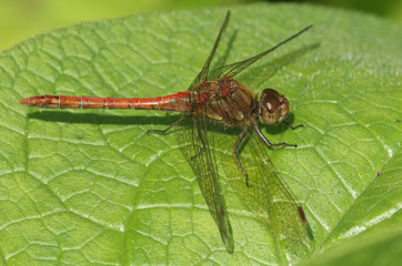 A pretty Common Darter Dragonfly (Sympetrum striolatum) perched on a leaf.