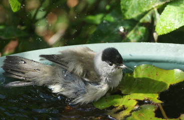 A stunning male Blackcap (Sylvia atricapilla) bathing on top of a lily pad.