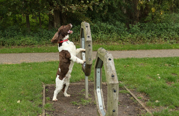 A cute English Springer Spaniel Dog (Canis lupus familiaris) attempting agility.