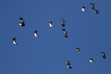 A flock of beautiful Lapwing,Vanellus vanellus, flying in the blue sky.	